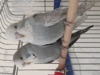 Show Jumbo muhabbet kuşu yavrular