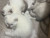 Kedilerim için rezervasyon başlamıştır