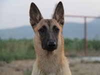 FCI B Şecere Dişi Malinois 10 Aylık