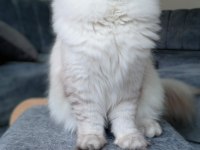 KEDİMİZ ÖMÜRLÜK YUVA ARIYORLAR