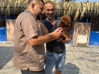 Kore toy poodle yavrularımız ruhsatlı çiftliğimizden
