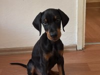 3 Aylık Erkek Doberman Şecereli Ankara Keçiören