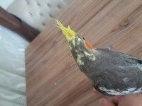 YAVRU SULTAN PAPAĞANI BEBEK