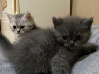 British shorthair silver tabby