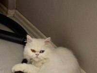 Acil beyaz british longhair erkek odd eyes mavi yeşil göz