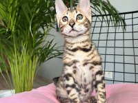 Bengal Erkek 3 aylık