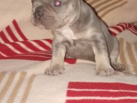 Eğzotic Compact french bulldog