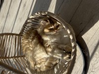 3 Yaşında British Longhair Ny11