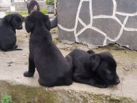 60 Günlük Teslime Hazır LABRADOR Yavrular