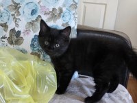 Minik British Shorthair Bebek Ailesini Arıyor