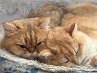 10 aylık full şecereli ny12 british shorthair