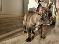 Egzotik merle french bulldog bebekler