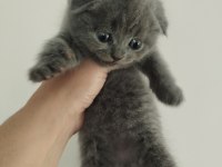 Orjinal ırkta, nadir bulunan bir cins scottish longhair