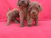 Kaliteli Poodle Yavrularımız