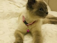 İki Güzel British Shorthair
