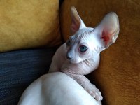 3 Aylık Erkek - Sphynx Kanada