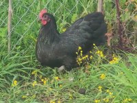Alman australorp tavuklar