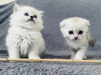 British Longhair Ve Scottish Yavrular Özel Kalite