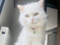 Çok özel olgun chinchilla kızımız