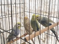 EŞE HAZIR RAİNBOW MUHABBET KUŞLAR