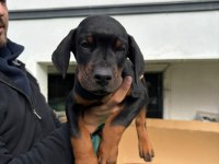 Safkan Doberman Anne ve Babadan Safkan Yavrular
