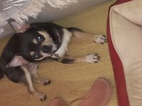 Male chihuahua