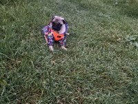 1 aylık dişi pug