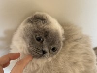 1 Yaşında Scottish Fold Miniğimize