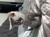 British shorthair yavrumu sahiplendiriyorum