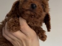 Bebekler gitmeye hazır poodle