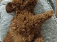 3.5 aylık tuvalet eğitimli erkek toy poodle
