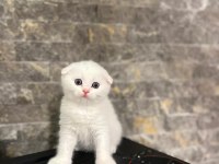 SCOTTISH FOLD BEYAZ YAVRULARIM 