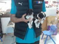 HARLEQUİN TOY POODLE YAVRULAR