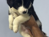 DÜNYANIN EN AKILLI KÖPEKLERİ