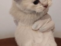 Scottish fold yavrumuz yeni yuvasını arıyor