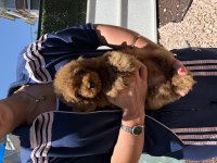 Red Toy Poodle