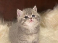 British tabby ayı surat british shorthair bebeklerim