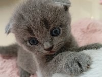 Gri scottish fold