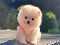 En Tatlı Pomeranian Boo