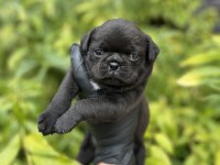 Pink taşıyıcı erkek Pug Mops yavrularımız