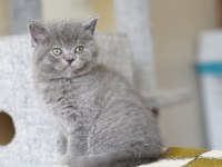 Veteriner kontrollü 45 günlük scottish fold yavrular