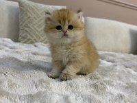 Ny11 yavru british longhair