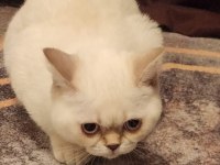 Minik british shorthair kızımı sahiplendiriyorum