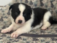 Her renk Border Collie yavrular