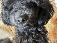 Ev doğumlu silver blue erkek poodle