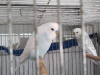 Satılık genç muhabbet kuşlar eşlidir