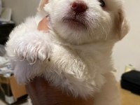 maltipoo yavrular