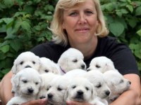 Golden Retriever Kapıda Ödeme Hizmetimiz Vardır
