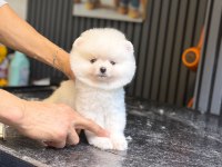 Pamuk Şekeri Pomeranian Boo