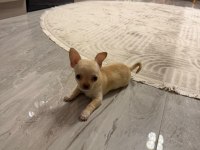 Orijinal elma kafa chihuahua